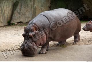 Hippo 0068